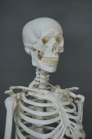 Life Size Human Skeleton