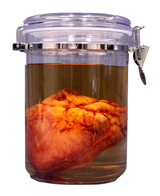 Small Lifelike Heart Scientific Specimen Jar