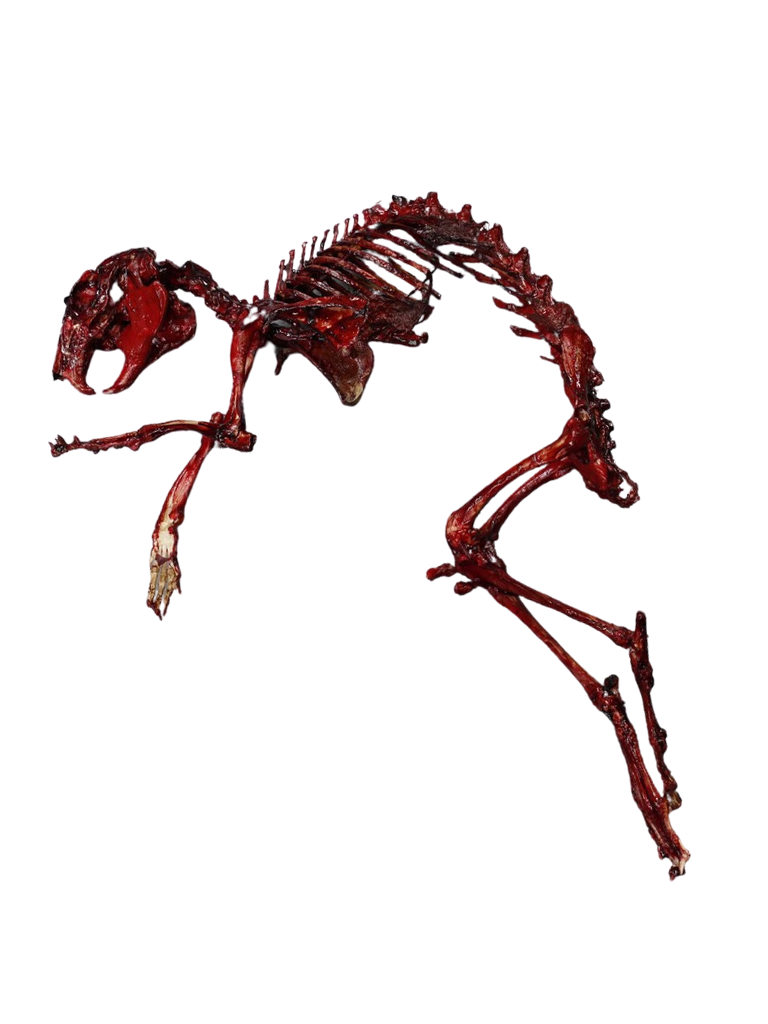 Meaty Rabbit Skeleton – Dapper Cadaver Props