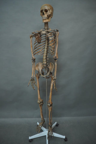 Open Rib Skeleton