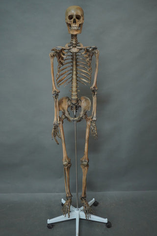 Open Rib Skeleton
