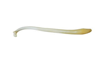 Raccoon Baculum -Real Bone