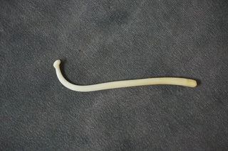 Raccoon Baculum -Real Bone