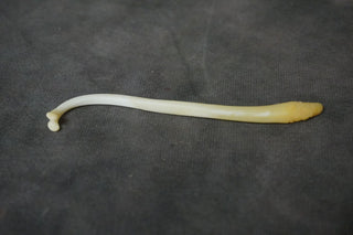 Raccoon Baculum -Real Bone