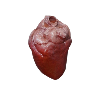 Small Lifelike Heart