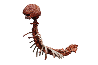 Spinalpede
