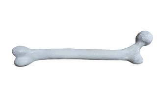 Stunt Femur Bone