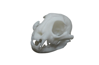 Resin Bobcat Skull - 3D Printed - Unpainted