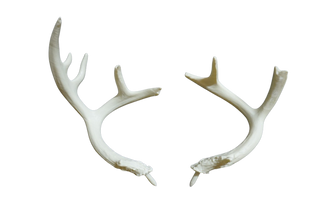 Deer Antlers - 3D Printed Pair - Unpainted
