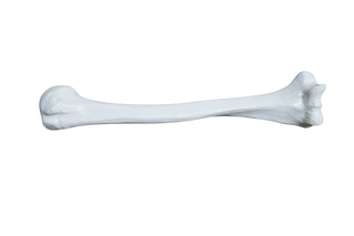 Stunt Humerus Bone