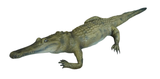 Alligator Prop