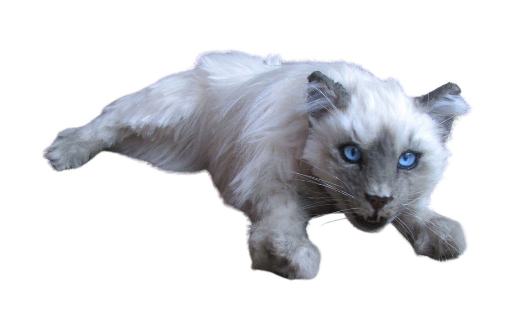 Balinese Long-Hair Cat Prop – Dapper Cadaver Props