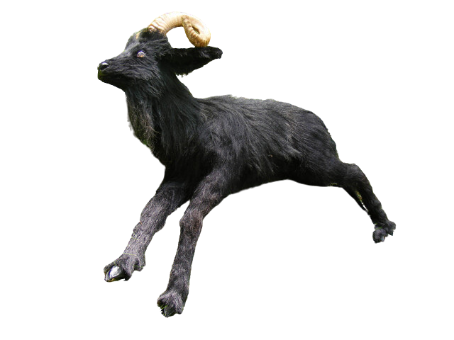 Black Ram Goat Prop - Special Order – Dapper Cadaver Props