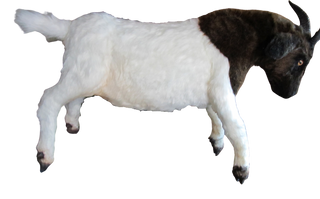 Boer Goat Prop - Special Order
