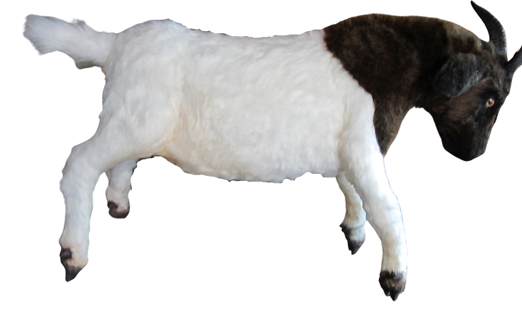 Boer Goat Prop - Special Order – Dapper Cadaver Props