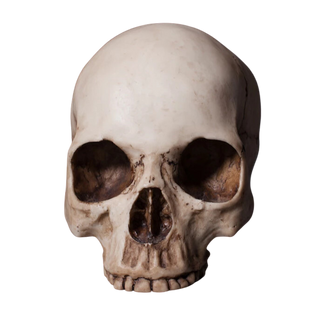 Budget Skull Cranium