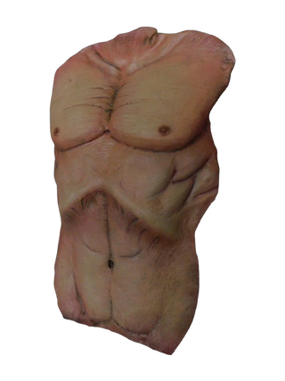 Cadaver Torso Skin