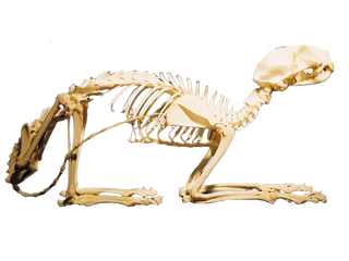 Cat Skeleton