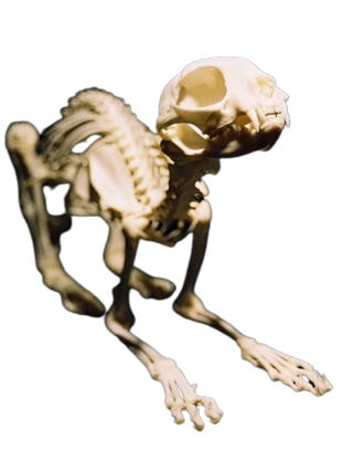 Celestial Cat Pins ⋆ Stellar Skeleton ✨💀
