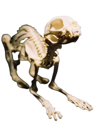 Cat Skeleton