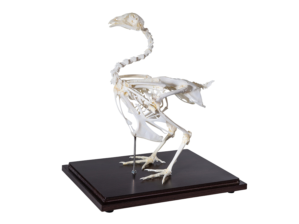 Chicken Rib Skeleton Chicken Bone Anatomy Dissecting A Whole Chicken | Lyncean Education