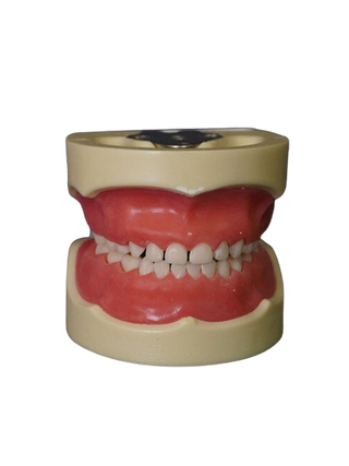 Child Dental Tooth Set