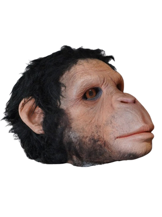Chimp Head