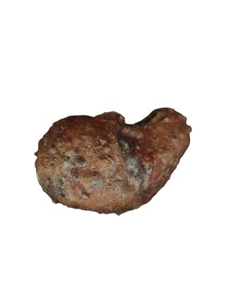 Cirrhosis Liver Prop
