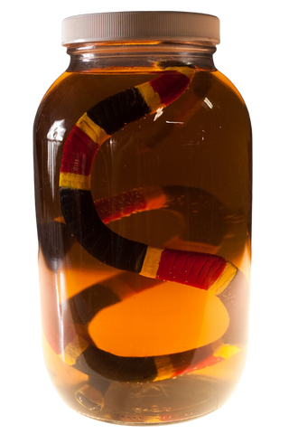 Coral Snake Replica Specimen Jar