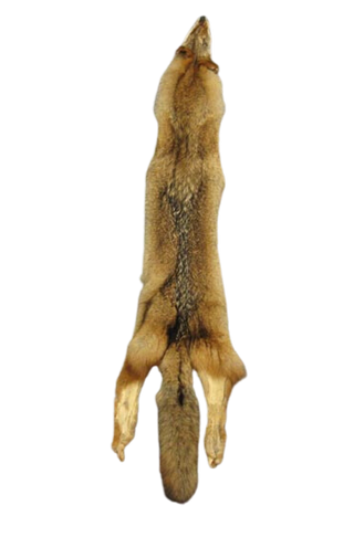 Coyote Pelt