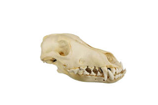 Coyote Skull