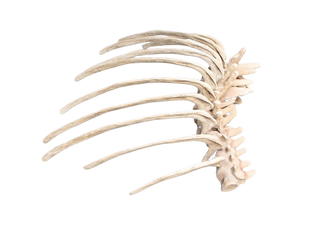 Dinosaur Ribcage Rental