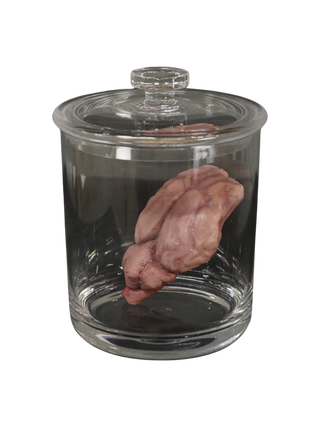 Dura Animal Brain in a Jar Prop