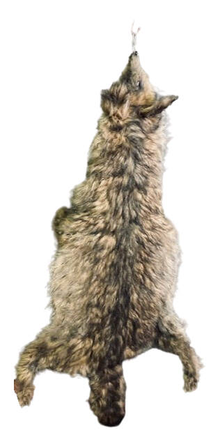 Faux Coyote Pelt Prop – Dapper Cadaver Props