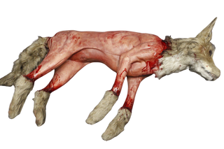 Field Skinned Coyote