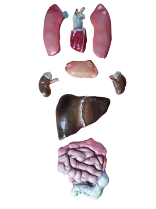 Flat Backed Organ Set