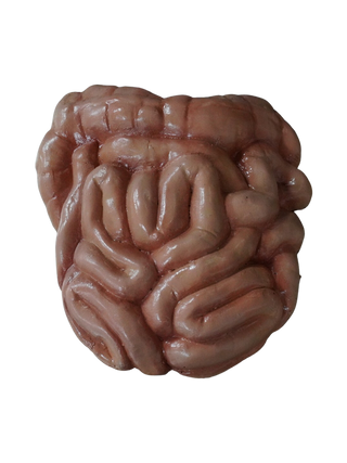 Solid Prop Intestines