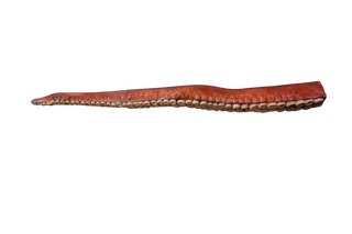 Flex Octopus Tentacle