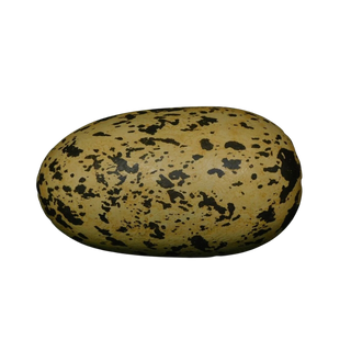 Giant 12 Inch Dino / Dragon Egg