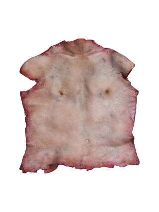 Human Torso Skin