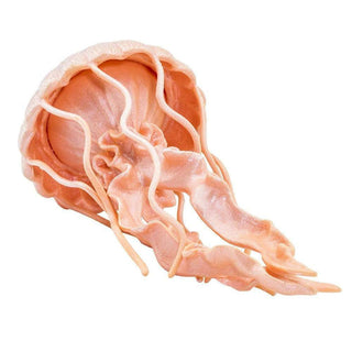 Realistic Rubber Jellyfish