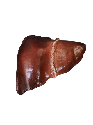 Large Liver Prop