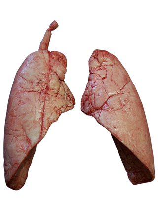 Lungs Pair, large