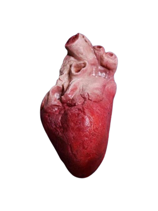 Lifelike Human Heart, Large