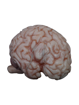 Lifesize Brain, Foam Rubber