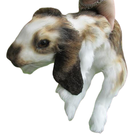 Lop Eared Rabbit Prop - Special Order – Dapper Cadaver Props