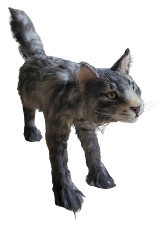 Main Coon Cat Prop