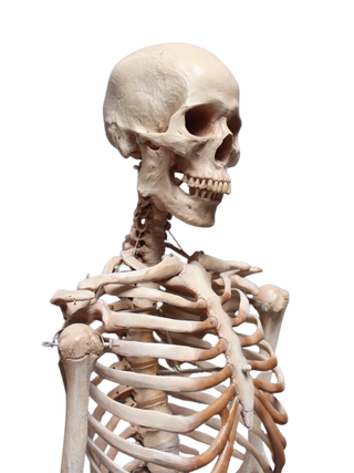 Academic Skeleton – Dapper Cadaver Props