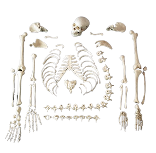 Medical Disarticulated Skeleton