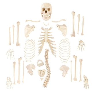 Medical Disarticulated Human Skeleton